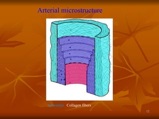 12
Arterial microstructure
Adventitia Collagen fibers
 