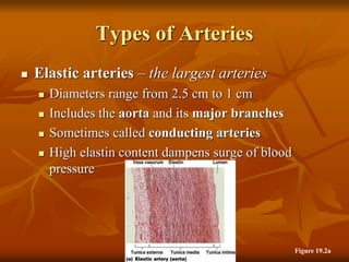 Types of Arteries
 Elastic arteries – the largest arteries
 Diameters range from 2.5 cm to 1 cm
 Includes the aorta and its major branches
 Sometimes called conducting arteries
 High elastin content dampens surge of blood
pressure
Figure 19.2a
 