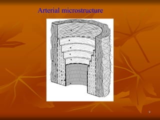 9
Arterial microstructure
 