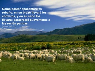 Como pastor apacentará su rebaño; en su brazo llevará los corderos, y en su seno los llevará; pastoreará suavemente a las recién paridas (Isaías, 40: 11) 