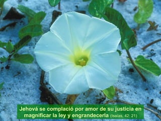 Jehová se complació por amor de su justicia en magnificar la ley y engrandecerla  (Isaías, 42: 21) 