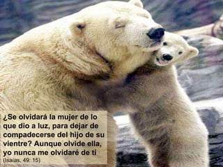 ¿Se olvidará la mujer de lo que dio a luz, para dejar de compadecerse del hijo de su vientre? Aunque olvide ella, yo nunca me olvidaré de ti  (Isaías, 49: 15) 