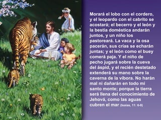 Morará el lobo con el cordero, y el leopardo con el cabrito se acostará; el becerro y el león y la bestia doméstica andarán juntos, y un niño los pastoreará. La vaca y la osa pacerán, sus crías se echarán juntas; y el león como el buey comerá paja. Y el niño de pecho jugará sobre la cueva del áspid, y el recién destetado extenderá su mano sobre la caverna de la víbora. No harán mal ni dañarán en todo mi santo monte; porque la tierra será llena del conocimiento de Jehová, como las aguas cubren el mar  (Isaías, 11: 6-9) 