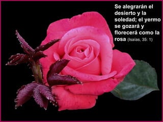 Se alegrarán el desierto y la soledad; el yermo se gozará y florecerá como la rosa  (Isaías, 35: 1) 