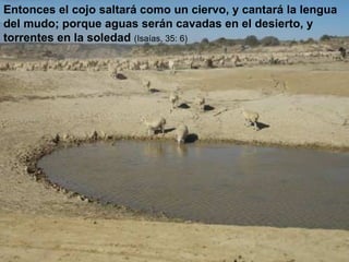 Entonces el cojo saltará como un ciervo, y cantará la lengua del mudo; porque aguas serán cavadas en el desierto, y torrentes en la soledad  (Isaías, 35: 6) 