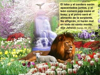 El lobo y el cordero serán apacentados juntos, y el león comerá paja como el buey; y el polvo será el alimento de la serpiente. No afligirán, ni harán mal en todo mi santo monte, dijo Jehová  (Isaías, 65: 25) 