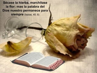 Sécase la hierba, marchítase la flor; mas la palabra del Dios nuestro permanece para siempre  (Isaías, 40: 8) 
