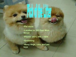 Pick of the Litter Pet store Located in 105 East Main Street Phone: (631) 360 – 7884 Grooming Many dogs, cats, and pet toys 