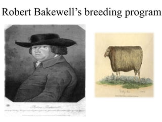 Robert Bakewell’s breeding program
 