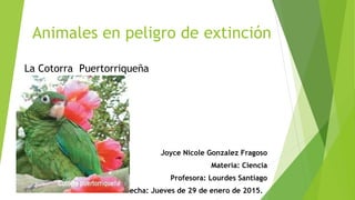 Animales en peligro de extinción
La Cotorra Puertorriqueña
Joyce Nicole Gonzalez Fragoso
Materia: Ciencia
Profesora: Lourdes Santiago
Fecha: Jueves de 29 de enero de 2015.
 