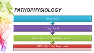 PATHOPHYSIOLOGY
HPV infects the basal cells
Virus enters in the basal layer of cervix
Entry of HPV
Sexual activity
 