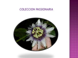 COLECCION PASSIONARIA
 