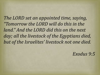 The LORD set an appointed time, saying,
“Tomorrow the LORD will do this in the
land.” And the LORD did this on the next
day; all the livestock of the Egyptians died,
but of the Israelites’ livestock not one died.
Exodus 9:5