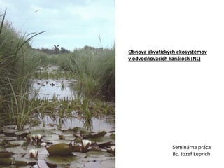 Obnova akvatických ekosystémov
v odvodňovacích kanáloch (NL)
Seminárna práca
Bc. Jozef Luprich
 