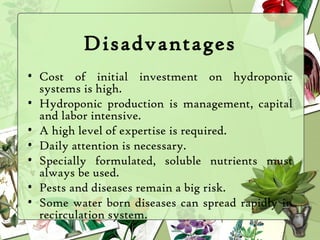 What are the Disadvantages of Hydroponics?