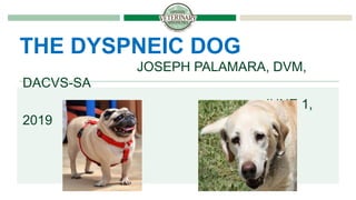 JOSEPH PALAMARA, DVM,
DACVS-SA
JUNE 1,
2019
THE DYSPNEIC DOG
 