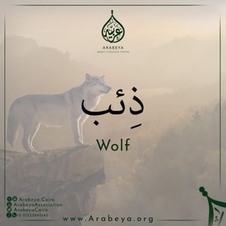 Wild Animals - الحيوانات البرية