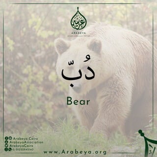 Wild Animals - الحيوانات البرية
