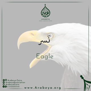 Wild Animals - الحيوانات البرية