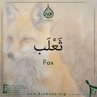 Wild Animals - الحيوانات البرية