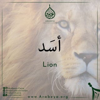 Wild Animals - الحيوانات البرية