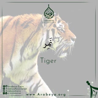 Wild Animals - الحيوانات البرية