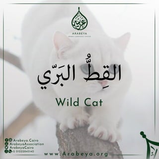 Wild Animals - الحيوانات البرية