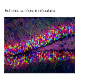 Echelles variées: moléculaire

 