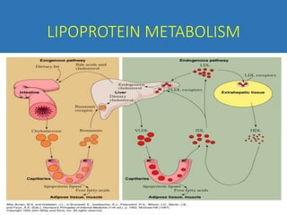 LIPOPROTEIN METABOLISM
 