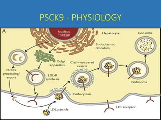 PSCK9 - PHYSIOLOGY
 