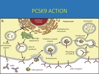 PCSK9 ACTION
 