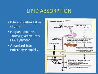 LIPID ABSORPTION
• Bile emulsifies fat in
chyme
• P. lipase coverts
Triacyl glyceryl into
FFA + glycerol
• Absorbed into
enterocyte rapidly
 