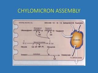 CHYLOMICRON ASSEMBLY
 