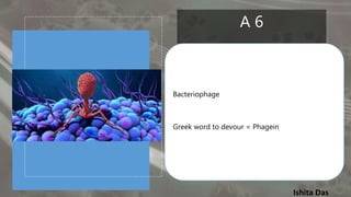 Ishita Das
A 6
Bacteriophage
Greek word to devour = Phagein
 