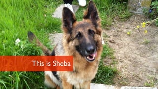 This is Sheba
 