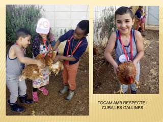 TOCAM AMB RESPECTE I
CURA LES GALLINES
 