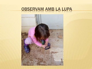 OBSERVAM AMB LA LUPA
 