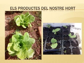 ELS PRODUCTES DEL NOSTRE HORT
 