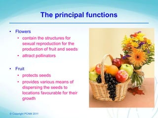 © Copyright PCNM 2011
The principal functions
• Flowers
• contain the structures for
sexual reproduction for the
production of fruit and seeds
• attract pollinators
• Fruit
• protects seeds
• provides various means of
dispersing the seeds to
locations favourable for their
growth
 