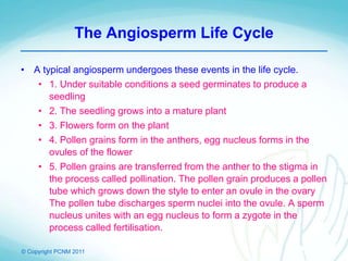 © Copyright PCNM 2011
The Angiosperm Life Cycle
• A typical angiosperm undergoes these events in the life cycle.
• 1. Under suitable conditions a seed germinates to produce a
seedling
• 2. The seedling grows into a mature plant
• 3. Flowers form on the plant
• 4. Pollen grains form in the anthers, egg nucleus forms in the
ovules of the flower
• 5. Pollen grains are transferred from the anther to the stigma in
the process called pollination. The pollen grain produces a pollen
tube which grows down the style to enter an ovule in the ovary
The pollen tube discharges sperm nuclei into the ovule. A sperm
nucleus unites with an egg nucleus to form a zygote in the
process called fertilisation.
 