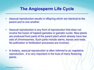 © Copyright PCNM 2011
The Angiosperm Life Cycle
• Asexual reproduction results in offspring which are identical to the
parent and to one another.
• Asexual reproduction is any form of reproduction that does not
involve the fusion of haploid gametes or gametic nuclei. New plants
are produced from parts of the parent plant which already have two
sets of chromosomes. Such parts include stems, leaves and roots.
No pollination or fertilisation processes are involved.
• In botany, asexual reproduction is often referred to as vegetative
reproduction.. It is very important in the lives of many flowering
plants.
 