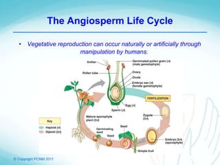 © Copyright PCNM 2011
The Angiosperm Life Cycle
• Vegetative reproduction can occur naturally or artificially through
manipulation by humans.
 