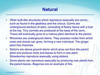 © Copyright PCNM 2011
Natural
• Other bulb-like structures which reproduce asexually are corms.,
such as found in the gladiolus and the crocus. Corms are
underground sections of stem, consisting of fleshy tissue with a bud
at the top. Tiny cormels are produced at the base of the corm.
These will eventually grow to a mature plant identical to the parent.
• Rhizomes are underground stems. They possess nodes from which
roots and shoots can grow, forming a new individual. The ginger
plant has rhizomes.
• Stolons are above ground stems which grow out from the parent
plant and produce roots and leaves to form a new plant.
Strawberries reproduce asexually using stolons.
• Some plants can reproduce asexually by producing new plants from
the parent leaves. Begonias are an example of this.
 