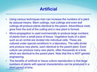 © Copyright PCNM 2011
Artificial
• Using various techniques man can increase the numbers of a plant
by asexual means. Stem cuttings, root cuttings and even leaf
cuttings all produce plants identical to the parent. Adventitious roots
grow from the end of the cutting and a new plant is formed.
• Micro-propagation is used commercially to produce large numbers
of plants from a small piece of tissue. Vegetative buds of a plant
such as an orchid are divided into individual cells. These are
cultured under special conditions in a laboratory. The cells divide
and produce new plants, each identical to the parent plant. Each
culture can produce many new plants, often thousands at a time,
which are identical to the parent plant. Note that this is NOT genetic
engineering.
• The benefits of artificial or tissue culture reproduction is that large
numbers of plants with special characteristics can be produced in a
short period of time.
 