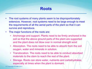 © Copyright PCNM 2011
Roots
• The root systems of many plants seem to be disproportionately
extensive. However, root systems need to be large enough to meet
the requirements of all the aerial parts of the plant so that it can
survive and reproduce.
• The major functions of the roots are:
• Anchorage and support. Plants need to be firmly anchored in the
soil so that the above ground parts of the plant are supported
and the plant does not blow over in normal strength wind
• Absorption. The roots need to be able to absorb from the soil
oxygen, water and minerals in solution.
• Translocation. The roots need to be able to conduct absorbed
materials to the stem to reach the rest of the plant.
• Storage. Roots can store water, nutrients and carbohydrates,
especially at times when the plant is dormant.
 