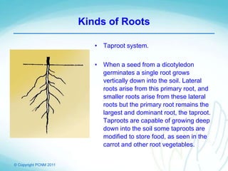© Copyright PCNM 2011
Kinds of Roots
• Taproot system.
• When a seed from a dicotyledon
germinates a single root grows
vertically down into the soil. Lateral
roots arise from this primary root, and
smaller roots arise from these lateral
roots but the primary root remains the
largest and dominant root, the taproot.
Taproots are capable of growing deep
down into the soil some taproots are
modified to store food, as seen in the
carrot and other root vegetables.
 