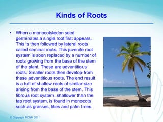 © Copyright PCNM 2011
Kinds of Roots
• When a monocotyledon seed
germinates a single root first appears.
This is then followed by lateral roots
called seminal roots. This juvenile root
system is soon replaced by a number of
roots growing from the base of the stem
of the plant. These are adventitious
roots. Smaller roots then develop from
these adventitious roots. The end result
is a tuft of shallow roots of similar size
arising from the base of the stem. This
fibrous root system, shallower than the
tap root system, is found in monocots
such as grasses, lilies and palm trees.
 