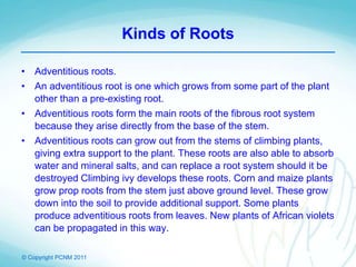 © Copyright PCNM 2011
Kinds of Roots
• Adventitious roots.
• An adventitious root is one which grows from some part of the plant
other than a pre-existing root.
• Adventitious roots form the main roots of the fibrous root system
because they arise directly from the base of the stem.
• Adventitious roots can grow out from the stems of climbing plants,
giving extra support to the plant. These roots are also able to absorb
water and mineral salts, and can replace a root system should it be
destroyed Climbing ivy develops these roots. Corn and maize plants
grow prop roots from the stem just above ground level. These grow
down into the soil to provide additional support. Some plants
produce adventitious roots from leaves. New plants of African violets
can be propagated in this way.
 