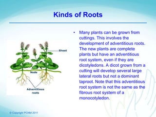 © Copyright PCNM 2011
Kinds of Roots
• Many plants can be grown from
cuttings. This involves the
development of adventitious roots.
The new plants are complete
plants but have an adventitious
root system, even if they are
dicotyledons. A dicot grown from a
cutting will develop several large
lateral roots but not a dominant
taproot. Note that this adventitious
root system is not the same as the
fibrous root system of a
monocotyledon.
 