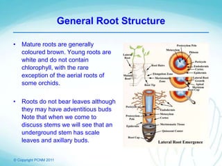 © Copyright PCNM 2011
General Root Structure
• Mature roots are generally
coloured brown. Young roots are
white and do not contain
chlorophyll, with the rare
exception of the aerial roots of
some orchids.
• Roots do not bear leaves although
they may have adventitious buds
Note that when we come to
discuss stems we will see that an
underground stem has scale
leaves and axillary buds.
 